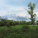 Flickr photo 'Lobau 'Heisslände' - heath: Populus nigra + Crataegus monogyna + Robinia pseudoacacia + Aristolochia clematitis (48°11' N 16°29' E)' by: HermannFalkner/sokol.