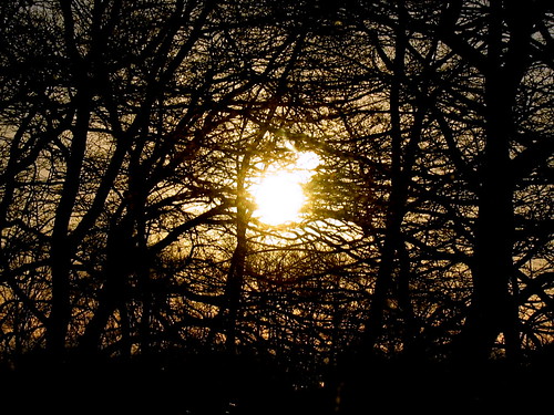 wood trees sun silhouette sunrise sonne wald bäume sonnenaufgang