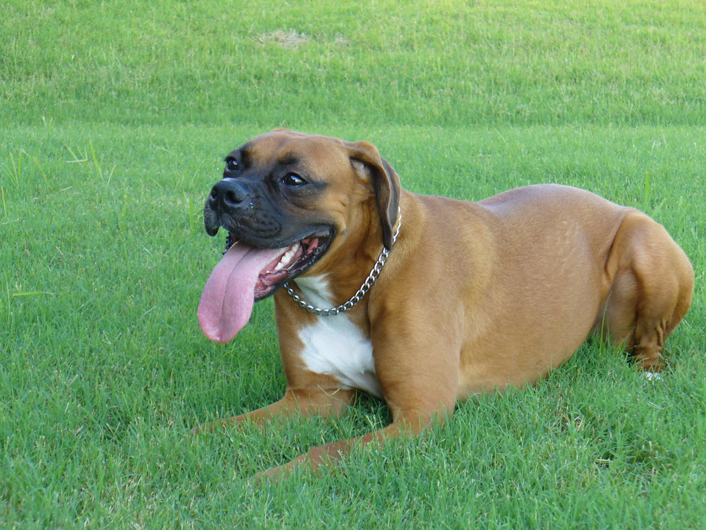Tongue Dog