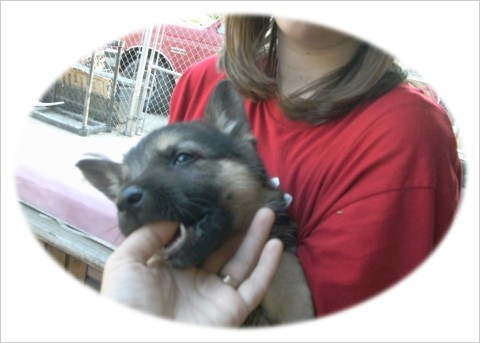Six week old German Shepherd/Malamute/Arctic wolf puppy