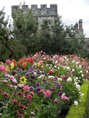 flowers ireland tower walls waterford lismore castlegardens