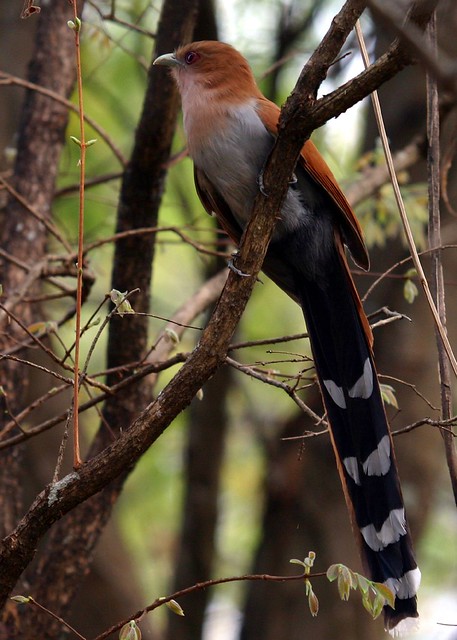 Alma-de-gato, Squirrel Cuckoo (Piaya cayana)