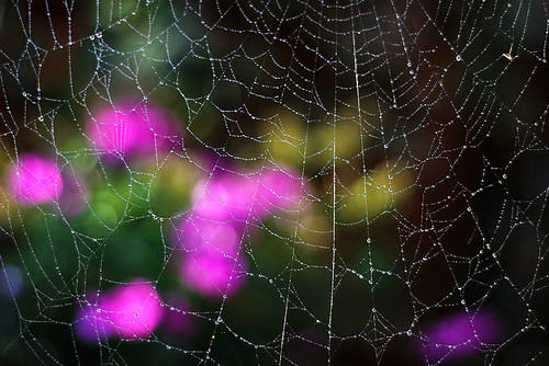 Backyard Bokeh III by ~EvidencE~
