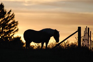 Horse at Sunset