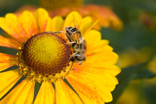 Hoverfly on helenium flower * Журчалка на цветке гелениума by v.plessky
