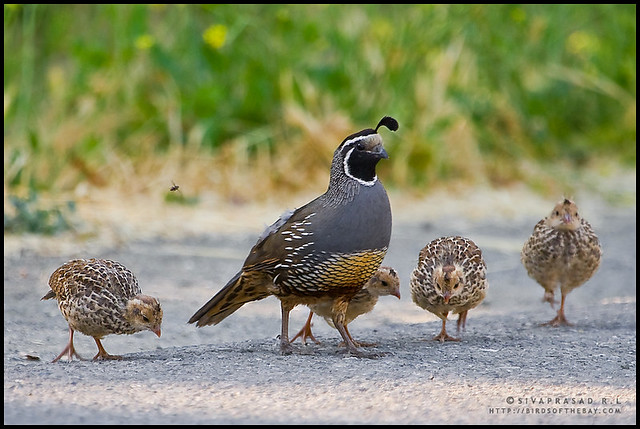California Quail (with little ones)