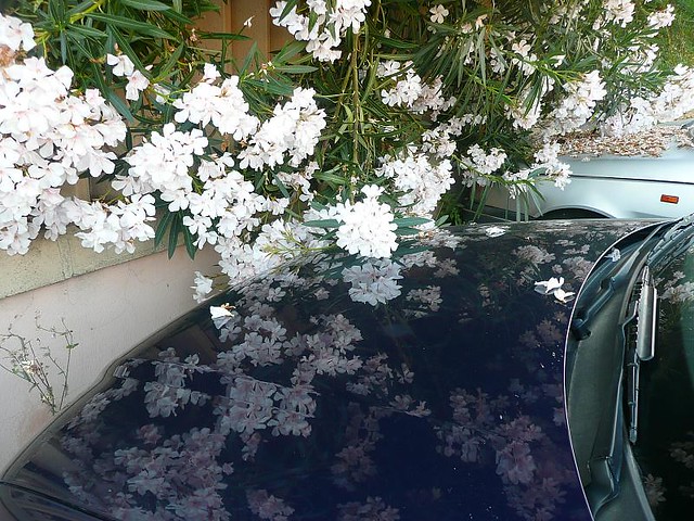 Nerium Oleander's reflections*3