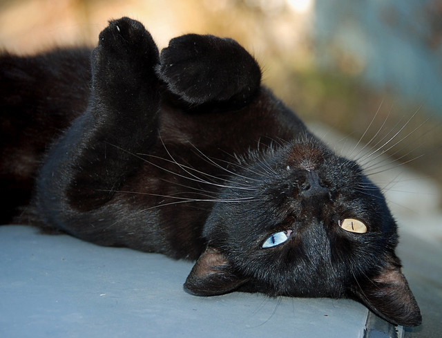 Odd-Eyed Black Cat
