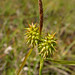 Flickr photo 'Carex flava' by: hordur.kristinsson.