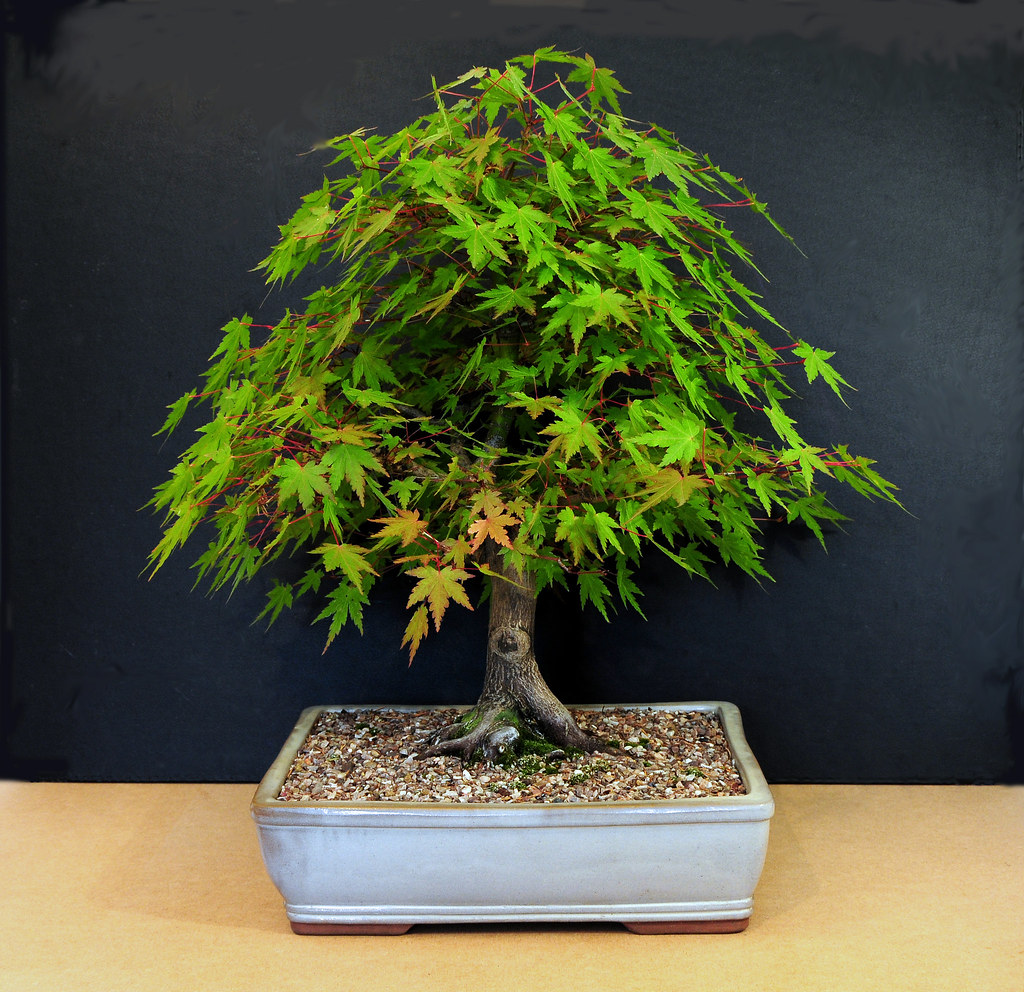 Japanese Mountain Maple Bonsai Tree Acer Palmatum Flickr
