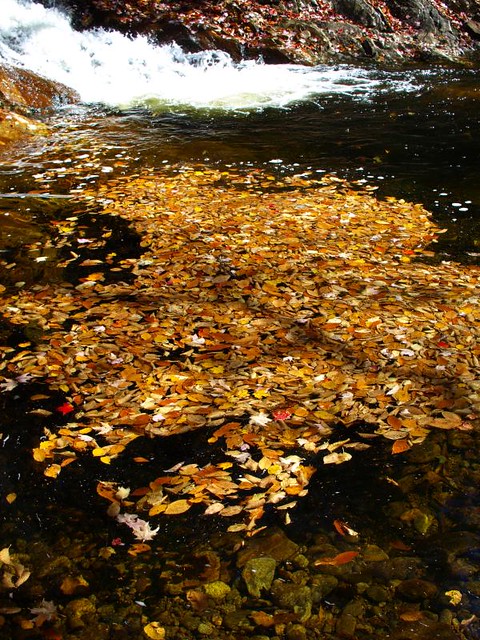 Leaves in a Pond Brook pool
