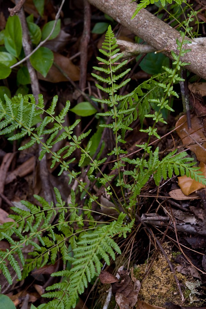Thelypteris sancta (Caribbean maiden fern)