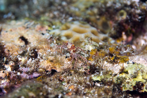 Boxer Crab - Lybia tesselata | prilfish | Flickr