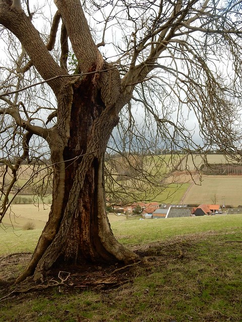 Tree with Valley Farm Henley Circular via Middle Assendon