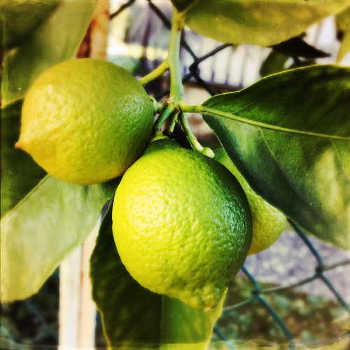green lemons | by ezrazHipsta