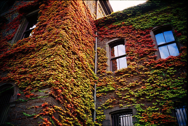feeling of autumn | Konica Hexar RF * Summicron 35mm I * Kod… | Flickr
