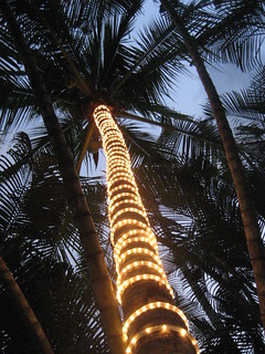 lighted palm tree in mexico