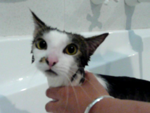 Bathtime For Poor Foo Foo