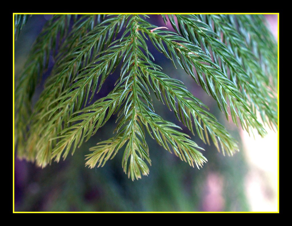 Norfolk pine (Araucaria heterophylla)