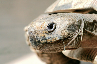 The Aldabra Tortoise, indigenous to the African coast. | Flickr