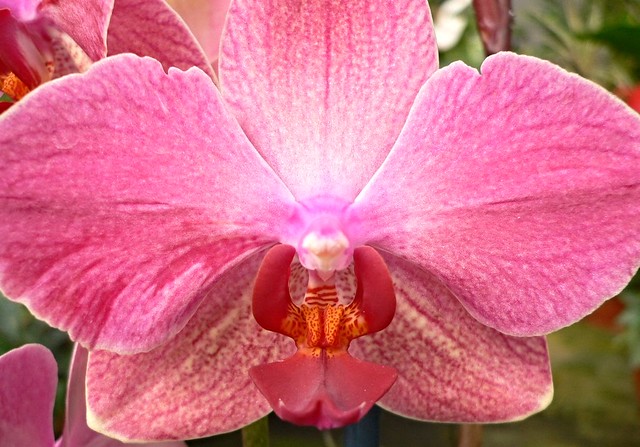 Pink Orchid (Phalaenopsis)