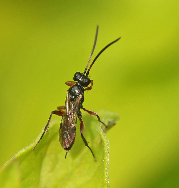 Tiny wasp on marjoram leaf