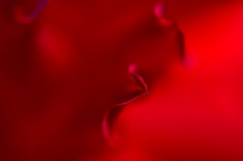 dahlia red macro nature landscape bokeh feminine extreme petal seductive