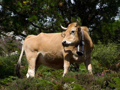 La vaca que riu?? | Vaca a la que vaig sobornar perquè em fe… | Flickr