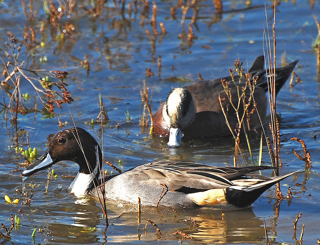 Northern Pintail and American widgeon