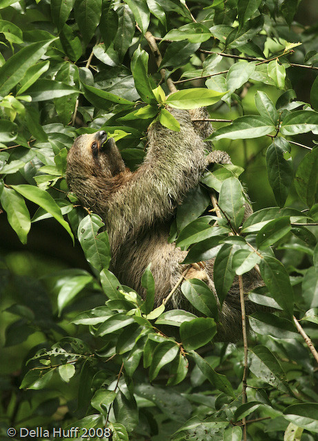 Two-Toed Sloth, Manuel Antonio