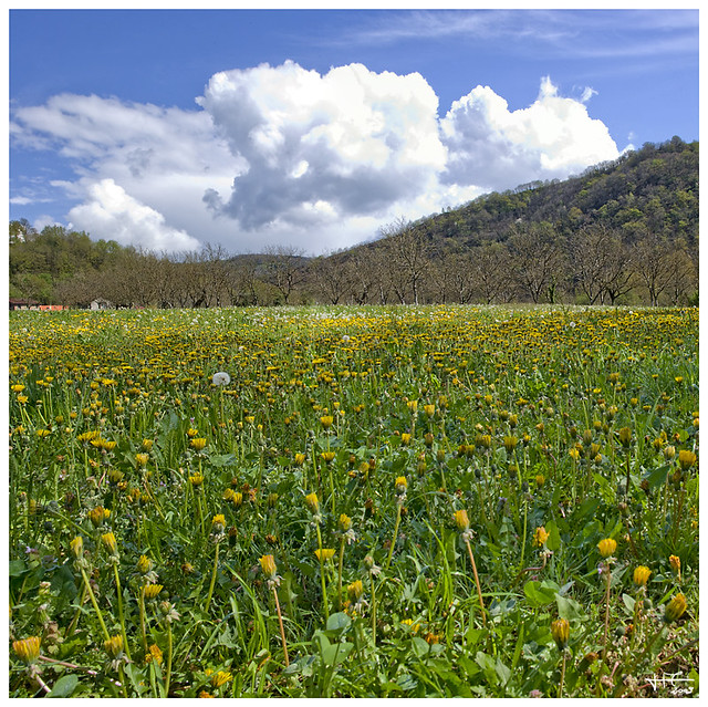 Paysage d'un Champs de pissenlits (Aveyron - France)