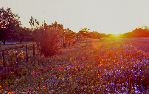 film sunrise mediumformat geotagged texas bluebonnet bronica hillcountry wildflower filmscan texashillcountry llanocounty bronicas2a geo:lat=30725725 geo:lon=98762294 lupinustexsensis