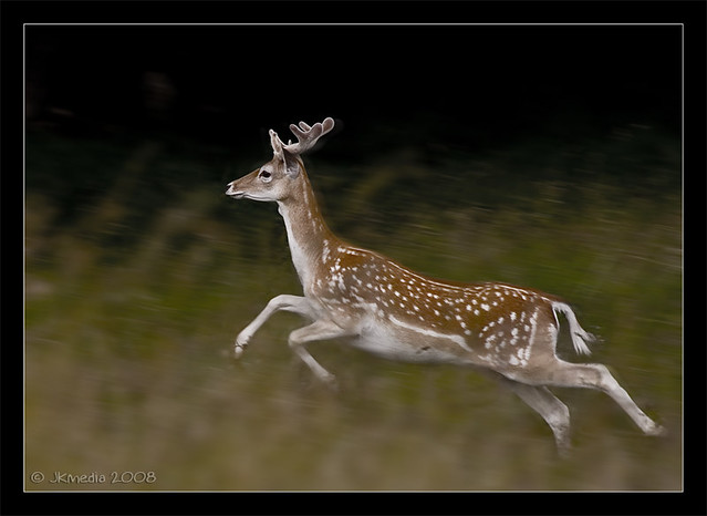 Deer Run