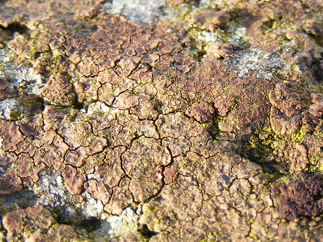Brown cobblestone lichen (Acarospora sp)