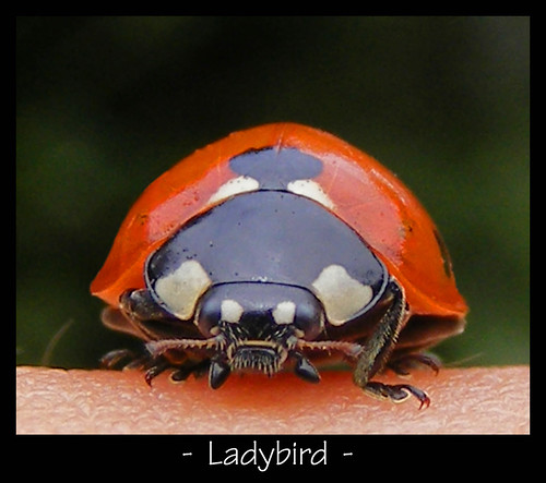 Ladybird by Rach0409