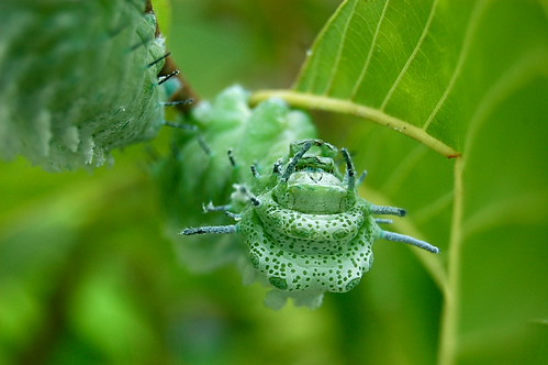 Caterpillars | by Nichar13