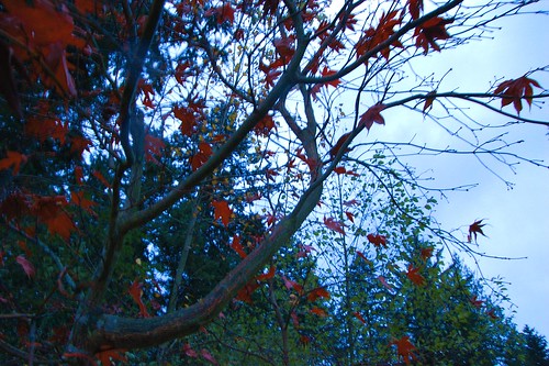 autumn trees nature leaves practiceshots