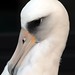 Flickr photo 'makhani - laysan albatross' by: WLA.