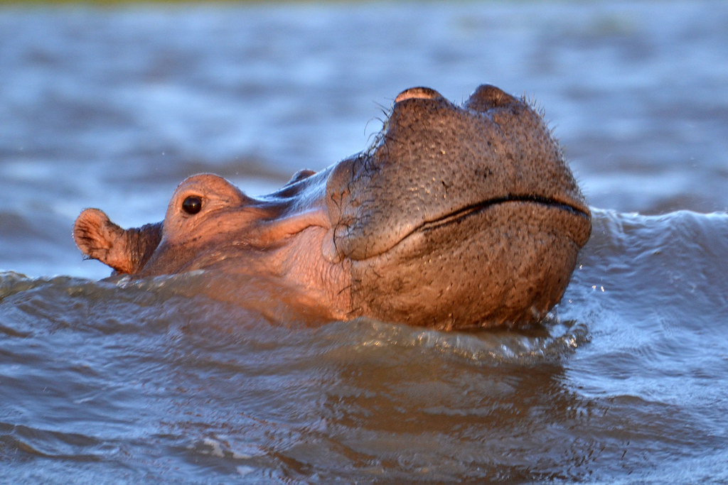 Hippo in Lake Victoria | Hippos are great animals. And dange… | Flickr