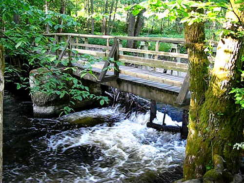 water forest river video naturereserve säveån 20080604