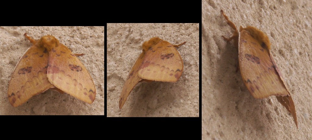 Io Moth | Io Moth, Automeris io, Tribe Hemileucini, Subfamil… | Flickr