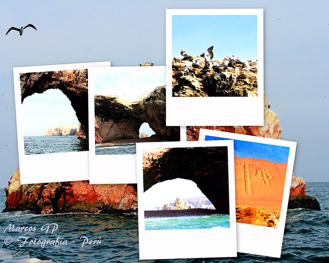 Collage Pisco, Reserva de Paracas