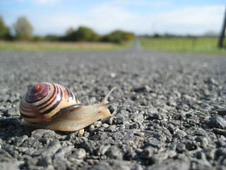 Snail | by tom coombs