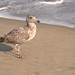 Flickr photo 'Juvenile Herring Gull' by: Paul J. Morris.