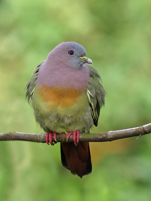 Pink-Necked Pigeon