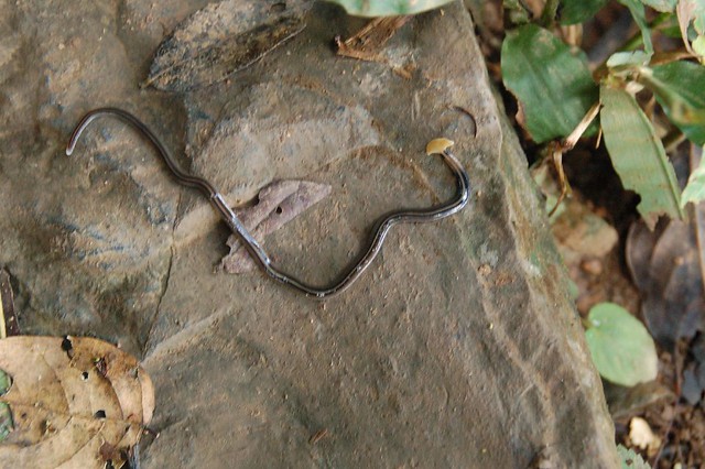 Hammerhead flatworm, Vang Viang nature trail