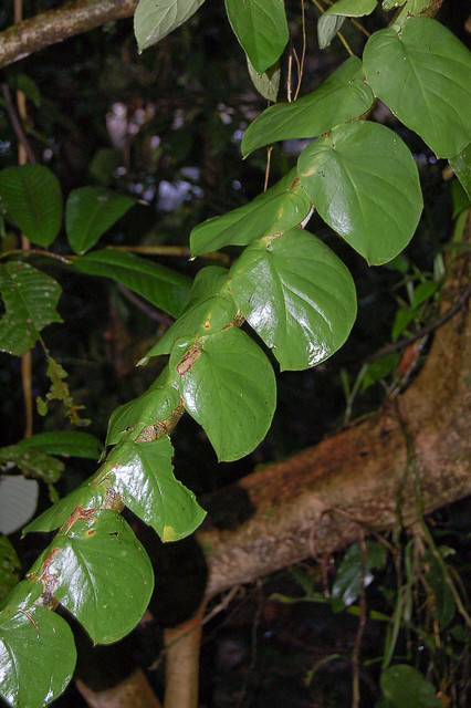 Philodendron (Araceae)