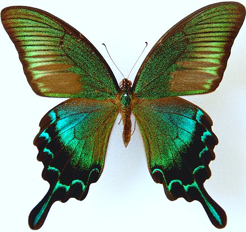 Ageha | Ageha is the Japanese for Swallowtail butterfly, and… | Flickr