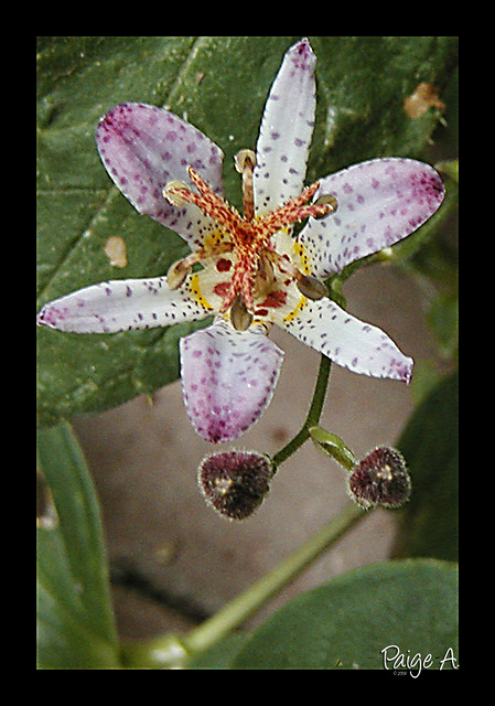 Tiny Toad Lily