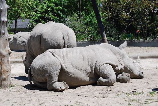 Rhinoceros @ The Detroit Zoo
